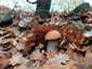 Kormostönkű érdestinóru (Leccinum versipelle), Budai-hegység